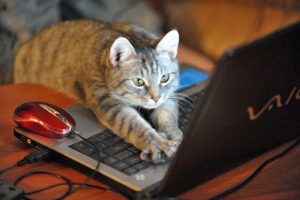 Gaming-cat-computer-cats