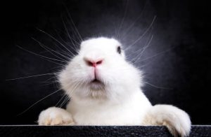 White rabbit on the black background in the studio