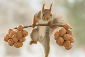 squirrel1