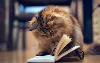HD-wallpaper-lovely-bookworm-book-cat-reading-kitty-thumbnail
