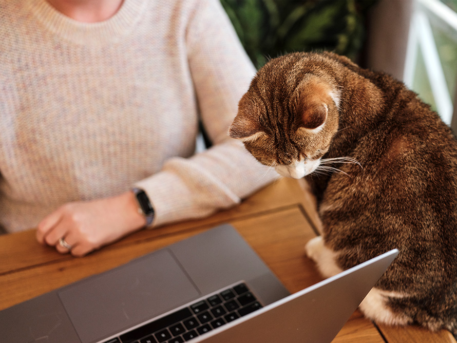 Person using their laptop with Battersea cat at their side
