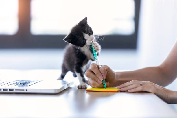 istockphoto-1186954580-612x612