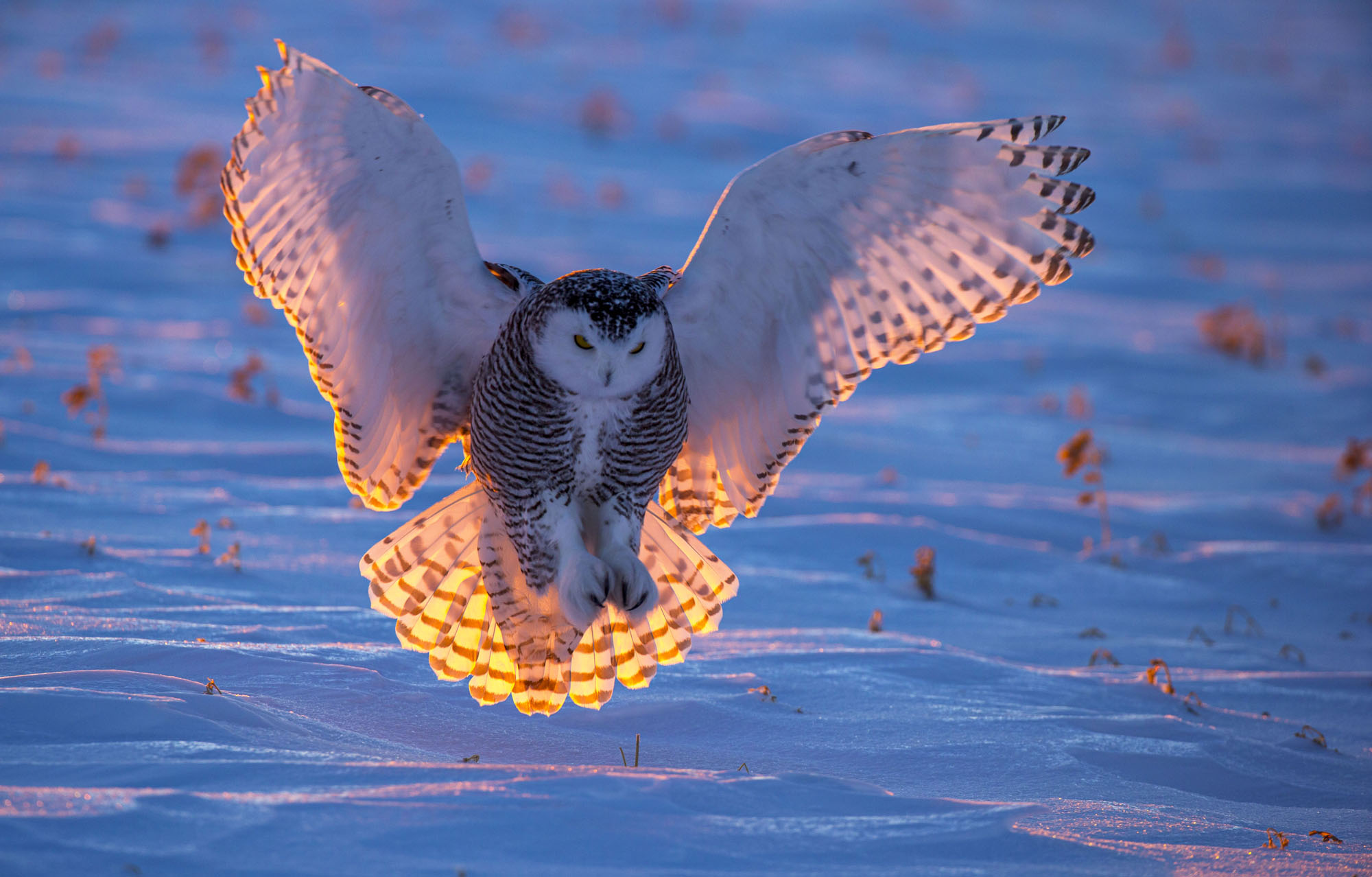 Snowy Owl landing at sunset on the snow with orange sun back light